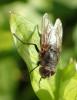 Pollenia sp.